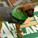 A Puppy Bowl puppy